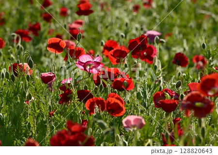 鴻巣市馬室地区の朝露付くポピーの花畑 128820643
