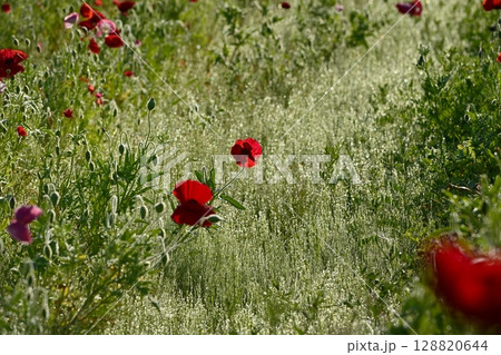鴻巣市馬室地区の朝露付くポピーの花畑 128820644