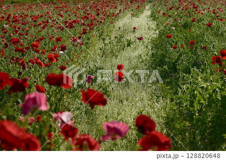 鴻巣市馬室地区の朝露付くポピーの花畑 鴻巣市馬室地区の朝露付くポピーの花畑 128820648