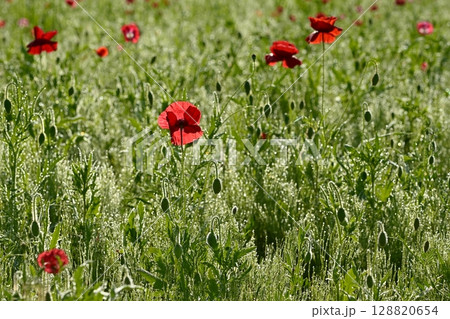 鴻巣市馬室地区の朝露付くポピーの花 128820654