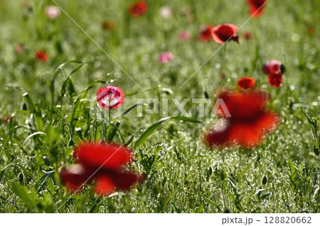 鴻巣市馬室地区の朝露付くポピーの花 128820662