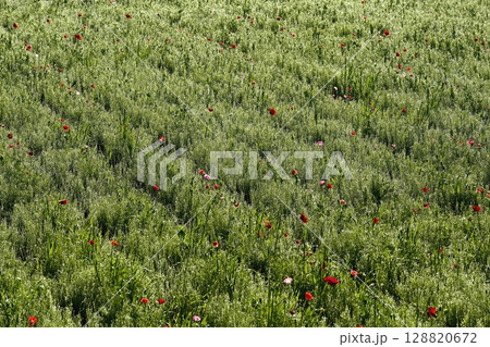 鴻巣市馬室地区の朝露付くポピーの花畑 鴻巣市馬室地区の朝露付くポピーの花畑 128820672