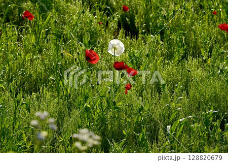 鴻巣市馬室地区の朝露付くポピーの花 128820679