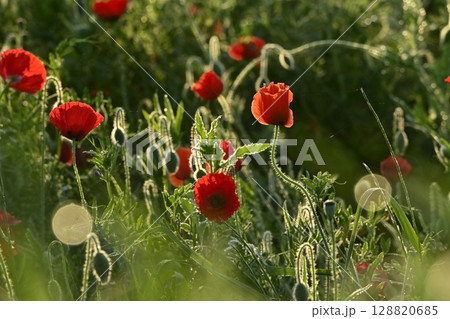 鴻巣市馬室地区の朝露付くポピーの花畑 鴻巣市馬室地区の朝露付くポピーの花畑 128820685