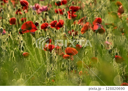 鴻巣市馬室地区の朝露付くポピーの花畑 128820690