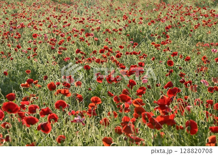 鴻巣市馬室地区の朝露付くポピーの花畑 128820708