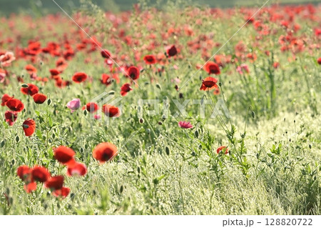 鴻巣市馬室地区の朝露付くポピーの花畑 鴻巣市馬室地区の朝露付くポピーの花畑 128820722