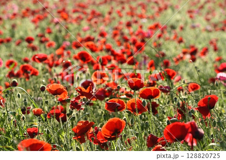 鴻巣市馬室地区の朝露付くポピーの花畑 128820725
