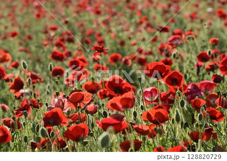鴻巣市馬室地区の朝露付くポピーの花畑 128820729