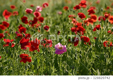 鴻巣市馬室地区の朝露付くポピーの花畑 鴻巣市馬室地区の朝露付くポピーの花畑 128820742