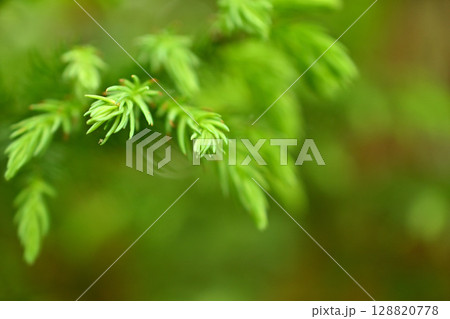 杉沢の沢スギ 新芽 若葉 新緑 富山県 杉沢の沢スギ 新芽 若葉 新緑 富山県 128820778
