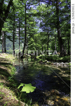 上高地・小梨平の森林と清流に囲まれた夏のキャンプ場風景 128820811