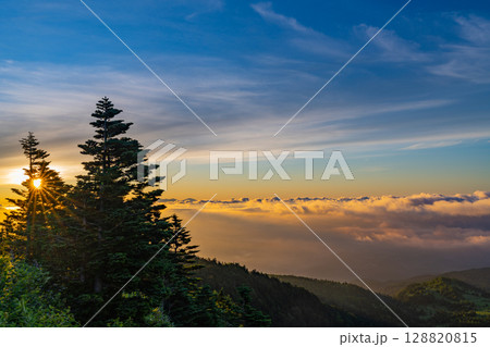 (群馬県)渋峠の樹林越しに、雲海から昇る日の出 (群馬県)渋峠の樹林越しに、雲海から昇る日の出 128820815