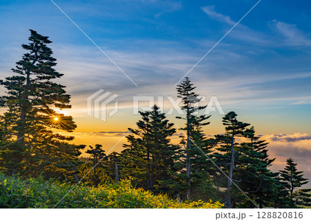 （群馬県）渋峠の樹林越しに、雲海から昇る日の出 128820816