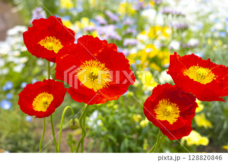 初夏に咲く赤いポピーと色とりどりの花の写真 初夏に咲く赤いポピーと色とりどりの花の写真 128820846