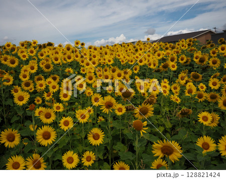 梅雨明けの空とヒマワリ畑（一斉に東を向いたひまわりの花々） 128821424