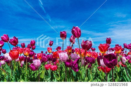 Vibrant Tulip Field Under a Bright Blue Sky A Colorful Springtime Landscape Scene 128821568