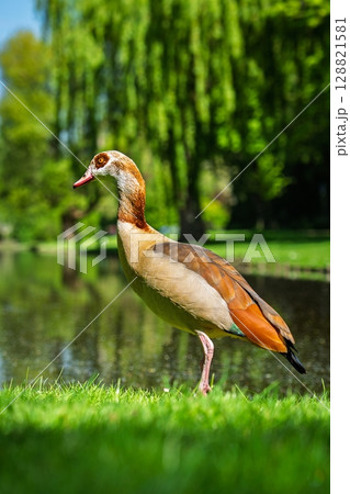 Elegant Egyptian Goose A Serene Lakeside Portrait in Natural Light, Perfect for Travel Imagery 128821581