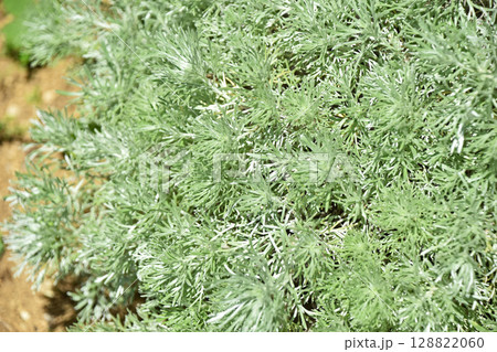 アサギリソウ（朝霧草） 128822060