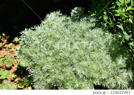 アサギリソウ（朝霧草） 128822061