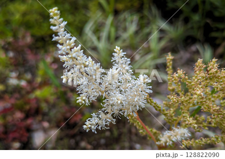 ハナチダケサシの白い花 ハナチダケサシの白い花 128822090