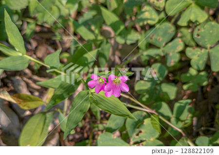 ムラサキカタバミの紫色の花 ムラサキカタバミの紫色の花 128822109