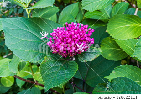 ボタンクサギが薄いピンクの花を咲かせました ボタンクサギが薄いピンクの花を咲かせました 128822111