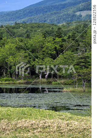 世界遺産知床の知床五湖の風景 世界遺産知床の知床五湖の風景 128822556