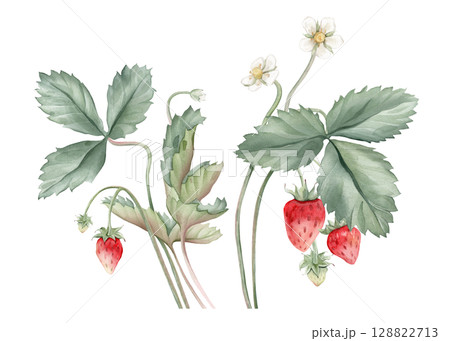 Composition with Wild Strawberry branches and white flower . Hand drawn watercolor illustration of Woodland strawberry plant green leaves and red wild berries on isolated background. 128822713