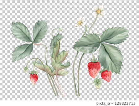 Composition with Wild Strawberry branches and white flower . Hand drawn watercolor illustration of Woodland strawberry plant green leaves and red wild berries on isolated background. 128822713
