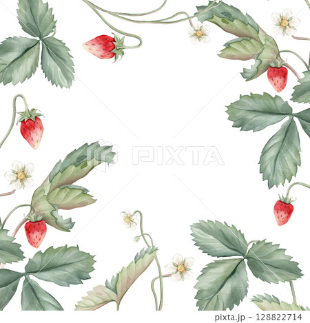 Wild strawberries square Frame. Hand drawn watercolor illustration of Border with woodland strawberries and white flowers on white isolated background. Drawing for food label or cards design. 128822714