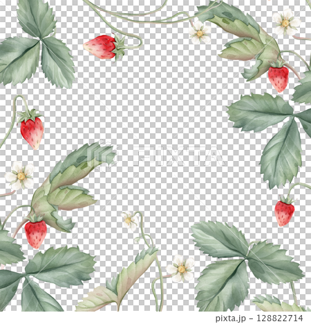 Wild strawberries square Frame. Hand drawn watercolor illustration of Border with woodland strawberries and white flowers on white isolated background. Drawing for food label or cards design. 128822714