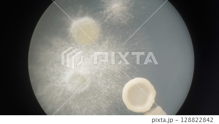 菌のコロニーを顕微鏡で見た写真 菌のコロニーを顕微鏡で見た写真 128822842