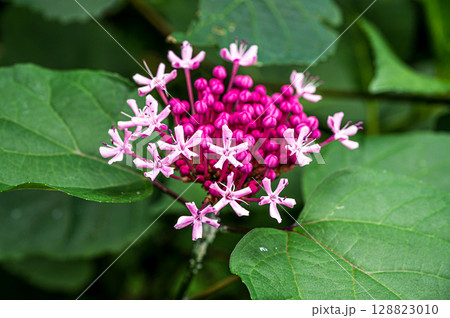 ボタンクサギが薄いピンクの花を咲かせました 128823010