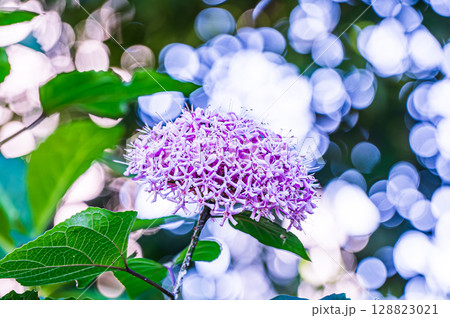 ボタンクサギの薄いピンクの花が満開です 128823021