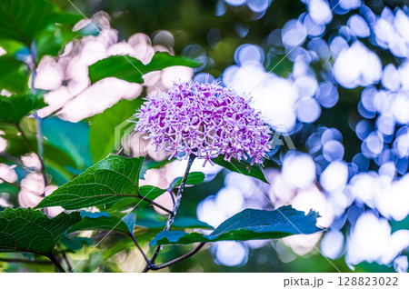 ボタンクサギの薄いピンクの花が満開です 128823022
