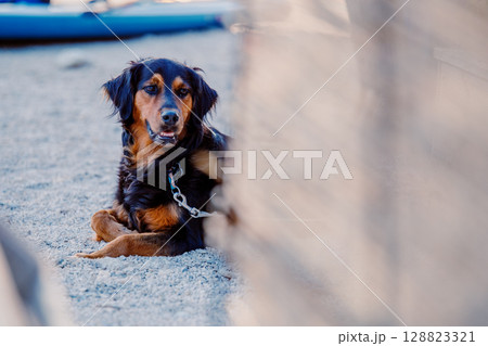 A dog lies on a fine gravel beach. Sunset on a summer evening 128823321