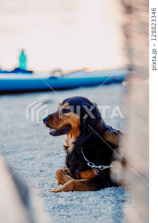 A dog lies on a fine gravel beach. Sunset on a summer evening A dog lies on a fine gravel beach. Sunset on a summer evening 128823346