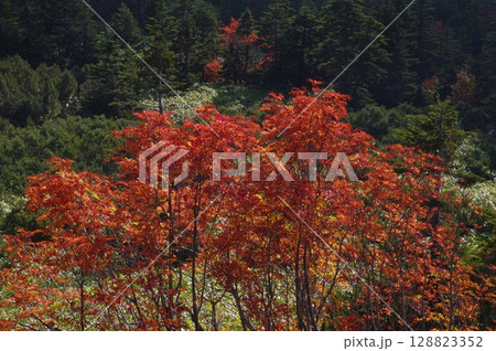 秋の渋峠から志賀高原は紅葉したナナカマドがきれいです。 128823352