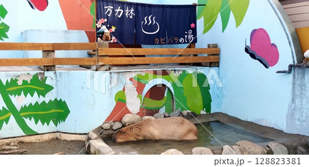 万力公園、動物画のカピバラ 万力公園、動物画のカピバラ 128823381