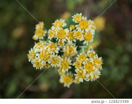 寒くなり始めた11月に咲いた地味だけど可愛らしい花磯菊(ハナイソギク)の花 寒くなり始めた11月に咲いた地味だけど可愛らしい花磯菊(ハナイソギク)の花 128823399