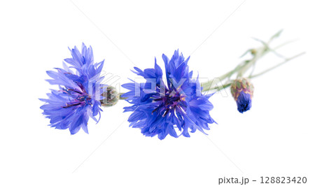 Blue Cornflower isolated on white background. Centaurea cyanus or bachelor's button flowers. Blue Cornflower isolated on white background. Centaurea cyanus or bachelor's button flowers. 128823420