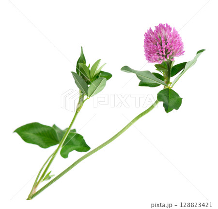 Clover flower isolated on white background. Pink clover on a stem with green leaves. Medicinal herb. Clover flower isolated on white background. Pink clover on a stem with green leaves. Medicinal herb. 128823421