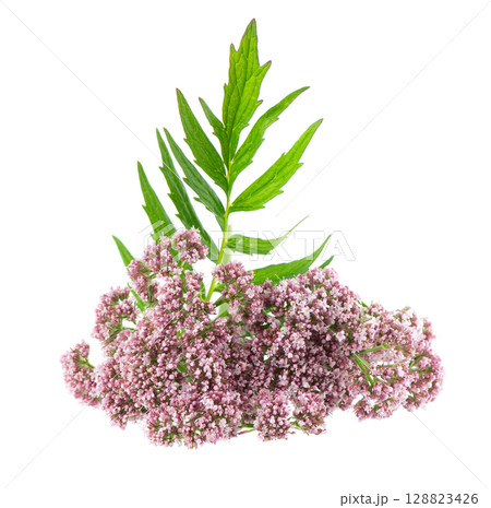 Valerian flowers isolated on white background. Valeriana officinalis. Medicinal herbs. 128823426