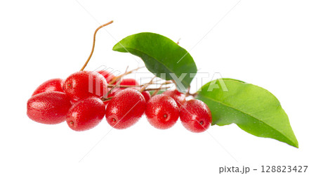 Elaeagnus multiflora isolated on white background. Cherry elaeagnus or cherry silverberry with green leaves. Goumi or gumi berry. 128823427