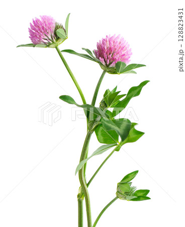 Clover flowers isolated on white background. Pink clover on a stem with green leaves. Medicinal herb. 128823431