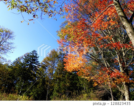 開田高原 木曽馬の里で紅葉した樹木を見上げた風景 長野県木曽郡木曽町 開田高原 木曽馬の里で紅葉した樹木を見上げた風景 長野県木曽郡木曽町 128823435