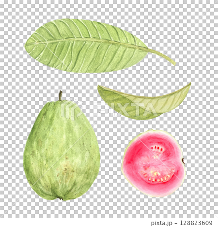 Guava whole fruit, half and green leafs. Hand painted watercolor set isolated on white. Textured. Perfect for summer textiles, cards, label, eco-friendly packaging, kitchen decor, tropical branding 128823609