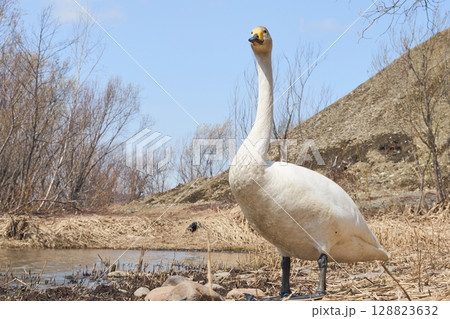 岸辺で休むハクチョウ 岸辺で休むハクチョウ 128823632