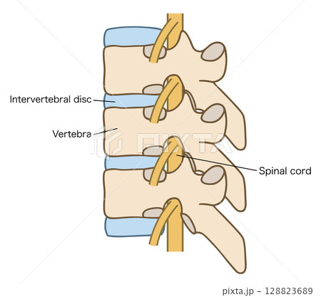 椎骨（胸椎）と椎間板と脊髄の説明図 128823689